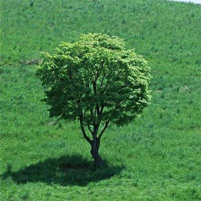 午盘：道指转涨 标普500指数基本持平