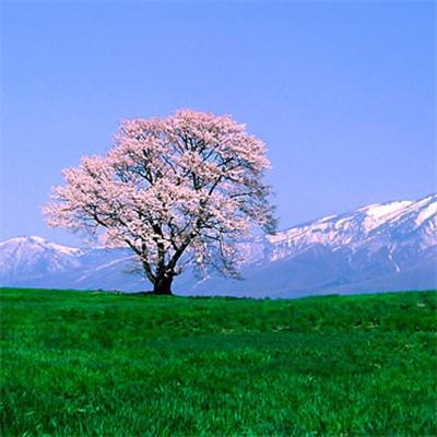 星空体育登录入口正版手游app截图