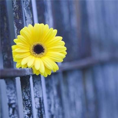 乐鱼体育官方下载app特色