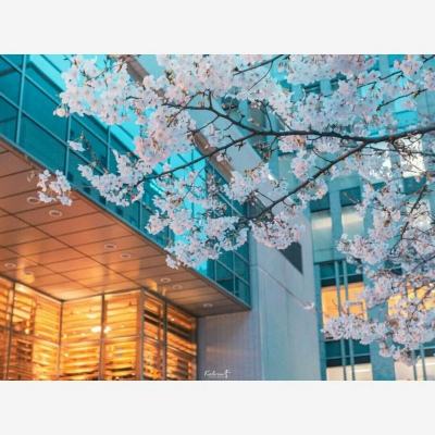 大理通报女生被殴打事件调查处置情况