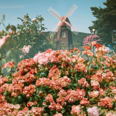 油价飙升，加利福尼亚州受冲击最为严重