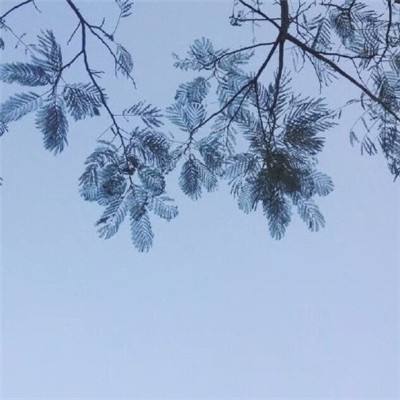 业内人士：交易商向印度出售伊朗原油 报价较布伦特原油溢价6-8美元