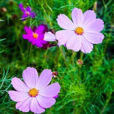 聚力体育娱乐APP/手机APP下载截图3