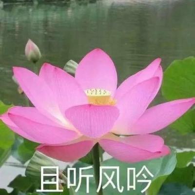 龙头体育娱乐APP/手机APP下载