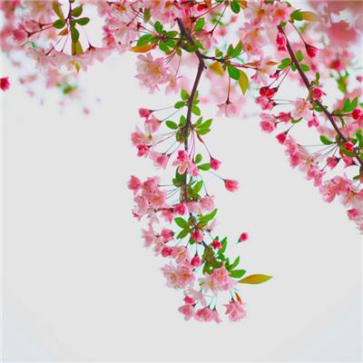 bbo网址app下载