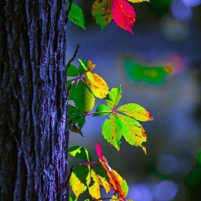 汉光演习正式开场 少将带头跳伞恢复演习训练